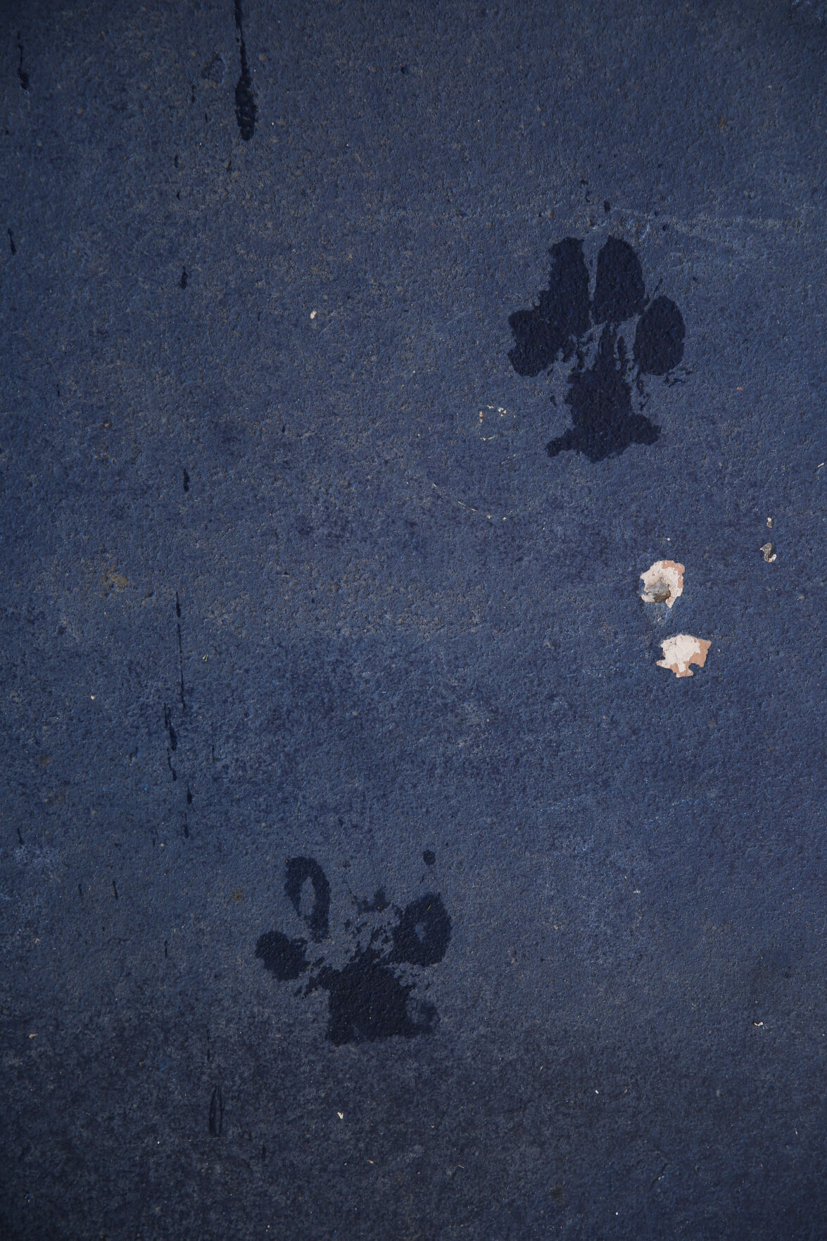 091320-news-dogsplash 22.jpg